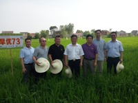 市委农办主任孙雷视察节水抗旱稻合肥示范基地