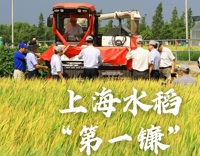 上海水稻第一镰“八月香”在金山廊下收割