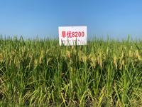 节水抗旱稻新品种“旱优8200”顺利完成优先受让转让