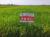 沪旱1517  沪审稻2021010