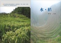 水稻困境与出路
