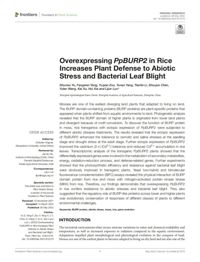 苔藓植物PpBURP2基因增强水稻的非生物胁迫和白叶枯病抗性