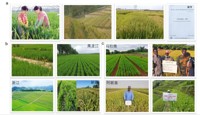 基因中心首席科学家罗利军研究员受邀在2022中国种子大会做节水抗旱稻专题报告