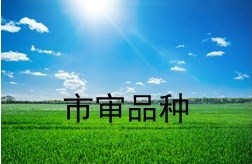 市审品种