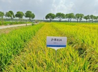上海市农业生物基因中心节水抗旱稻不育系“沪旱81A”通过田间技术鉴定