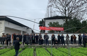 “沪芊”生菜观摩活动在四川成都郫都区成功举办