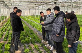 党建引领，科技赋能，助力生菜乡村振兴  ——基因中心成功举办生菜新优品种展示观摩会