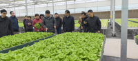 基因中心召开“植物工厂专用超高产优质生菜新品种选育与应用”项目中期检查会